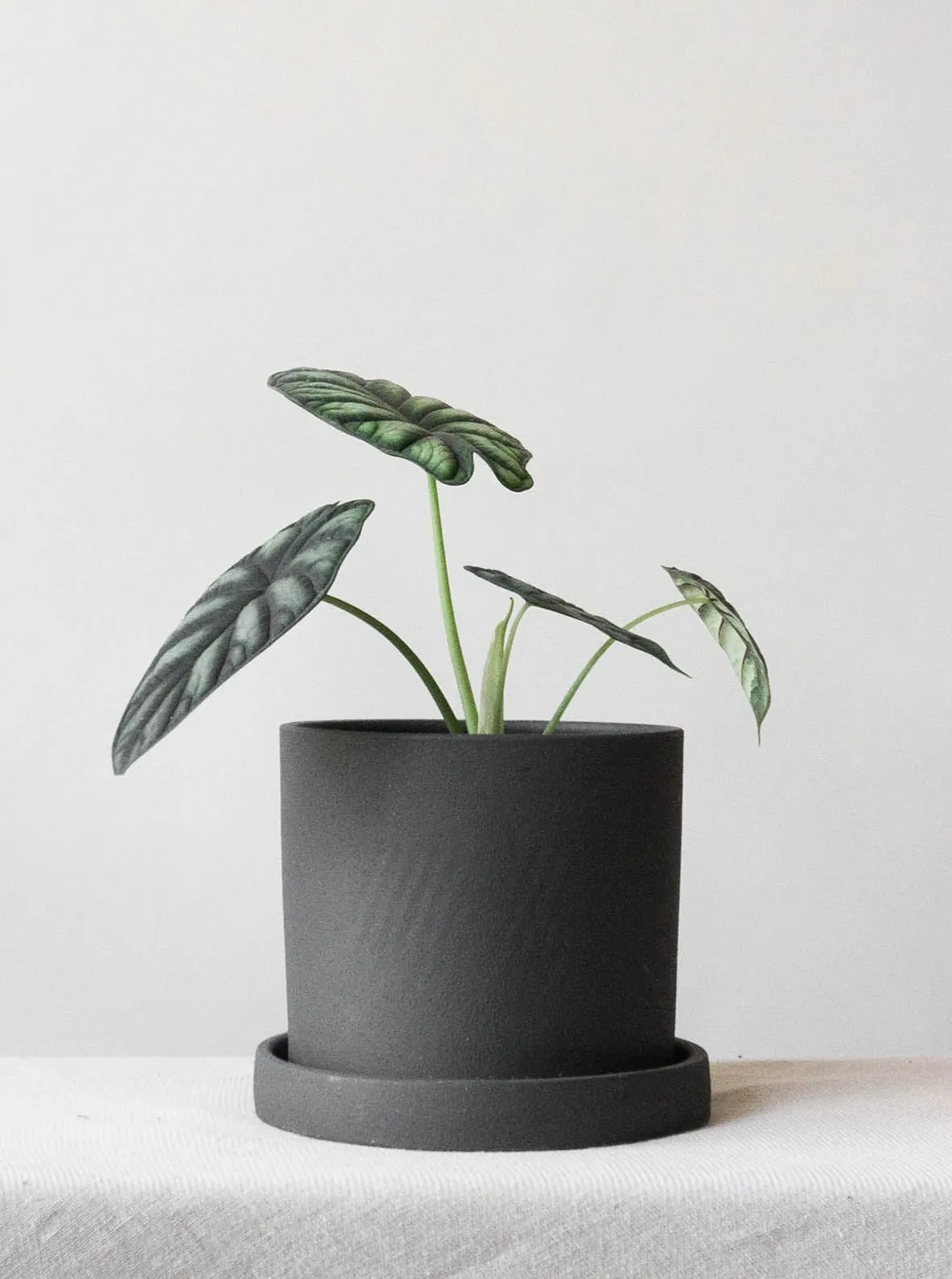 Alocasia Dragon Scale